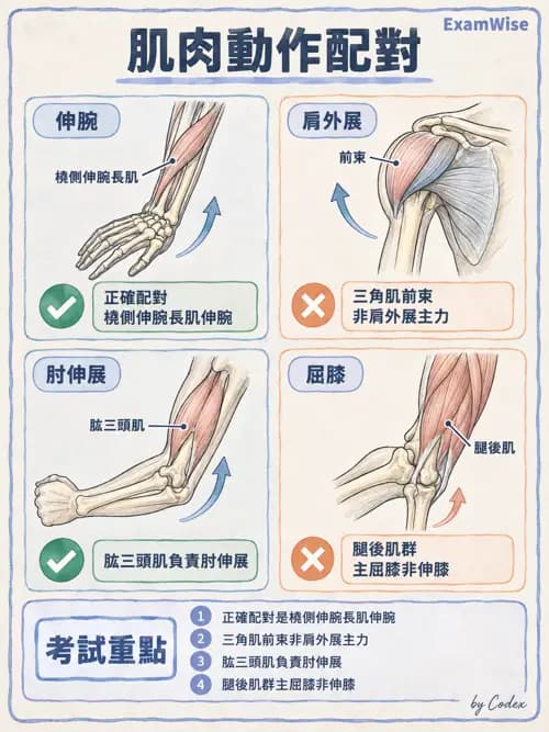 職治 - 肌動學原理與上肢 - AI 圖文解析預覽