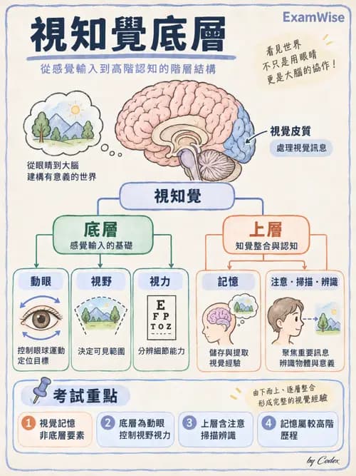 職治 - 神經動作與認知治療技術 - AI 圖文解析預覽