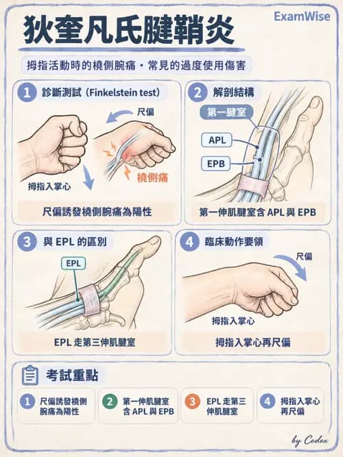 職治 - 肌動學原理與上肢 - AI 圖文解析預覽
