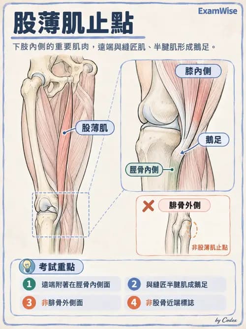 職治 - 四肢肌肉骨骼 - AI 圖文解析預覽