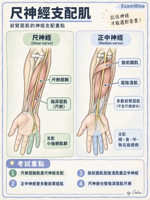 職治 - 脊神經與神經叢 - AI 圖文解析預覽