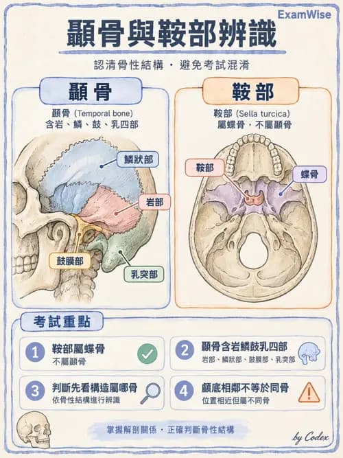 職治 - 頭頸與軀幹肌肉骨骼 - AI 圖文解析預覽