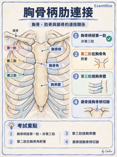 職治 - 頭頸與軀幹肌肉骨骼 - AI 圖文解析預覽
