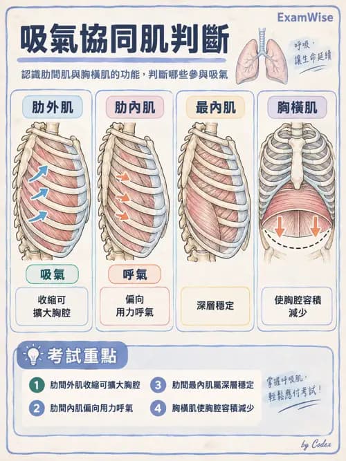 職治 - 頭頸與軀幹肌肉骨骼 - AI 圖文解析預覽