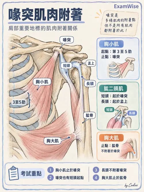 職治 - 四肢肌肉骨骼 - AI 圖文解析預覽