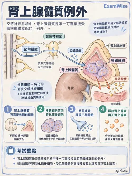 職治 - 腦神經與自主神經解剖 - AI 圖文解析預覽