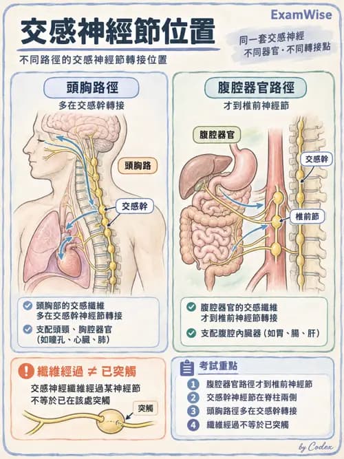 職治 - 腦神經與自主神經解剖 - AI 圖文解析預覽