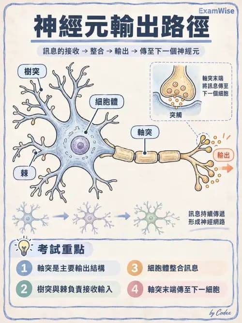 職治 - 基本組織、神經組織與發生學 - AI 圖文解析預覽