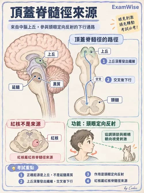 職治 - 中樞神經解剖 - AI 圖文解析預覽