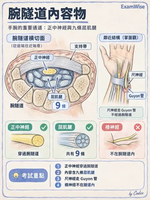 職治 - 脊神經與神經叢 - AI 圖文解析預覽