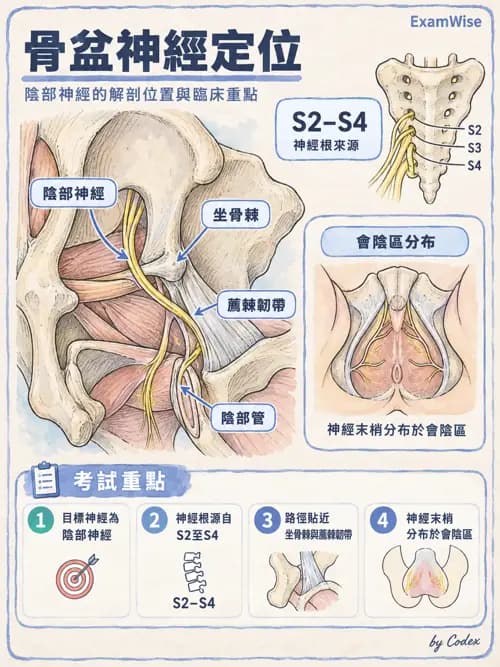 職治 - 脊神經與神經叢 - AI 圖文解析預覽