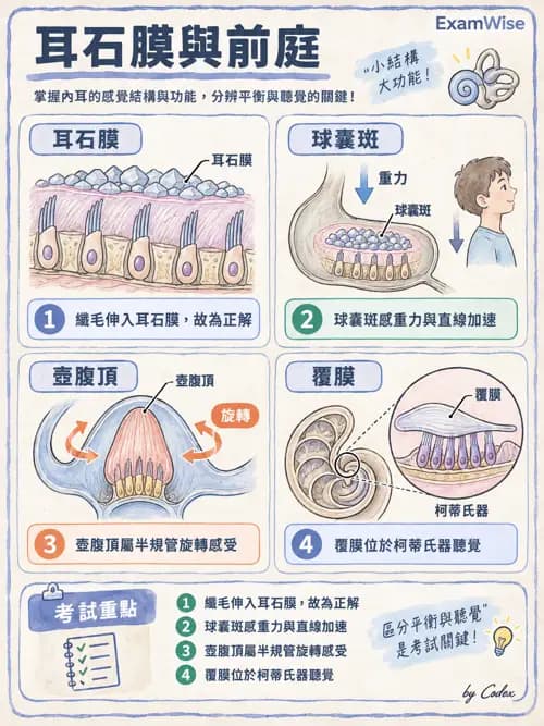 職治 - 感覺器官解剖 - AI 圖文解析預覽
