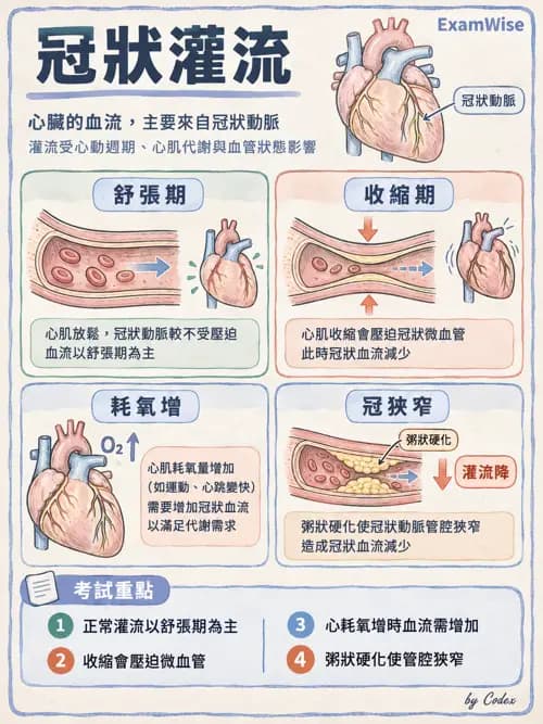 職治 - 心肺與血管解剖 - AI 圖文解析預覽