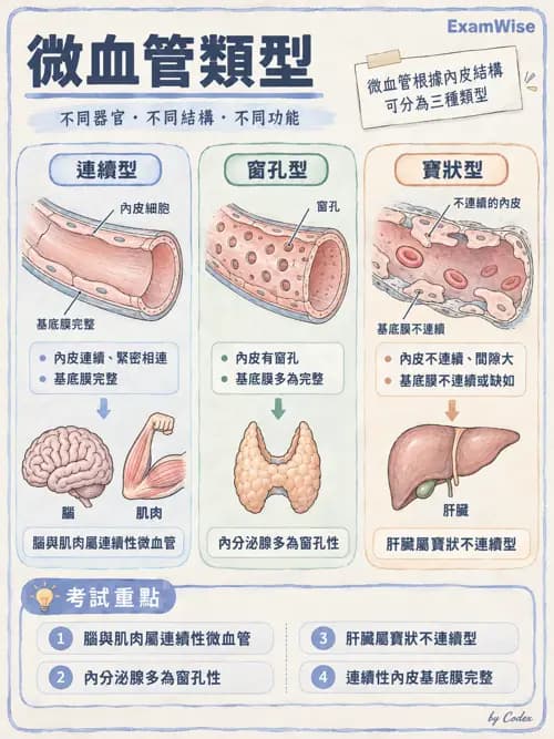 職治 - 心肺與血管解剖 - AI 圖文解析預覽