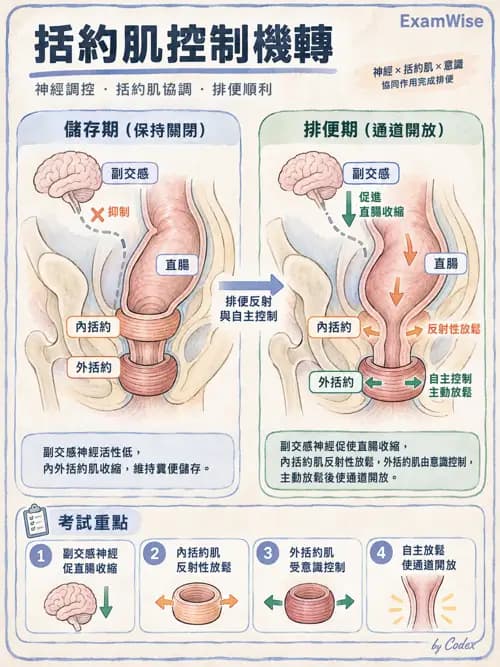 職治 - 內臟系統解剖 - AI 圖文解析預覽