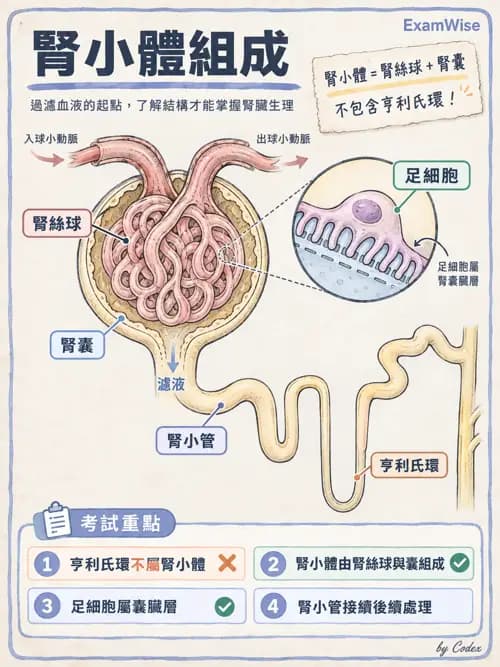 職治 - 內臟系統解剖 - AI 圖文解析預覽