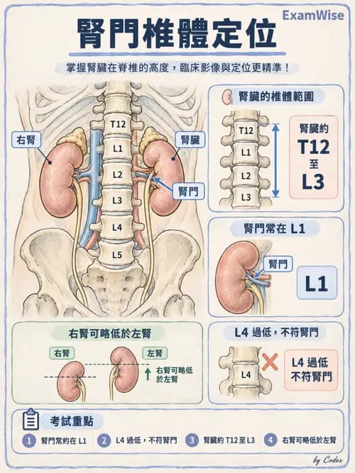 職治 - 內臟系統解剖 - AI 圖文解析預覽