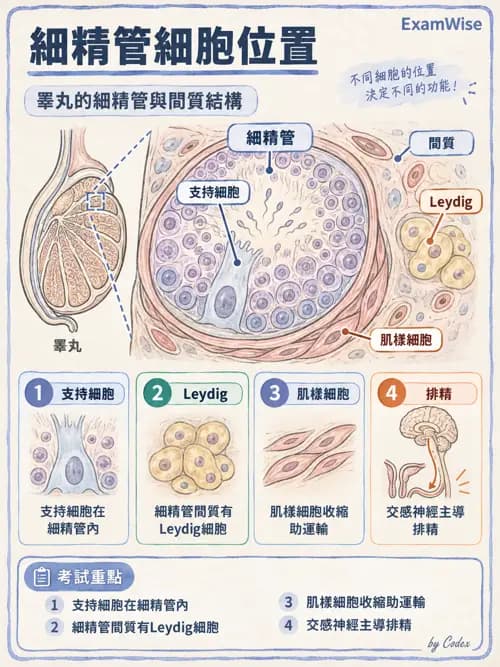 職治 - 內臟系統解剖 - AI 圖文解析預覽