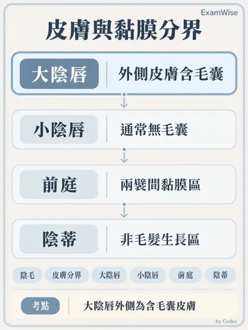 職治 - 內臟系統解剖 - AI 圖文解析預覽