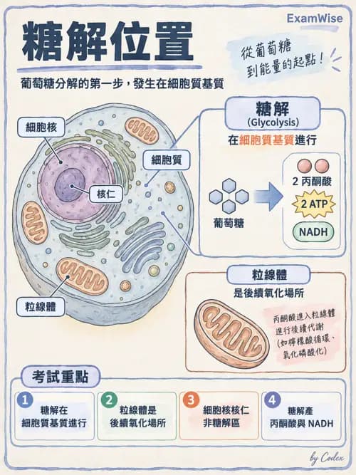 職治 - 細胞與膜生理 - AI 圖文解析預覽