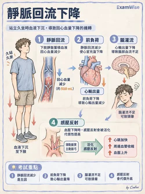 職治 - 心血管、血液與免疫生理 - AI 圖文解析預覽