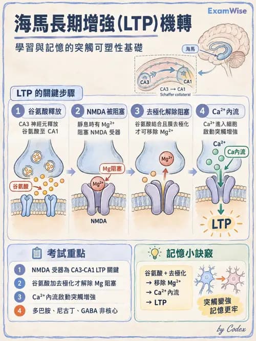 職治 - 神經整合與高級腦功能 - AI 圖文解析預覽