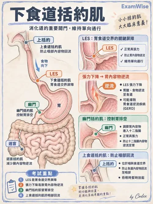 職治 - 消化與代謝生理 - AI 圖文解析預覽