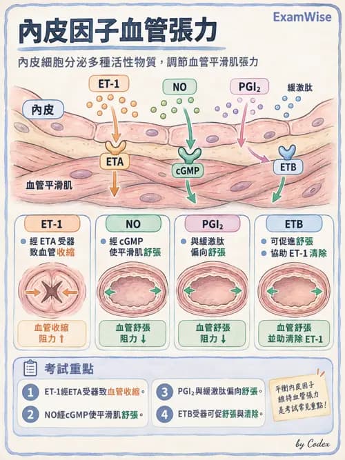 職治 - 心血管、血液與免疫生理 - AI 圖文解析預覽