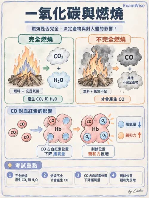 職治 - 呼吸生理 - AI 圖文解析預覽