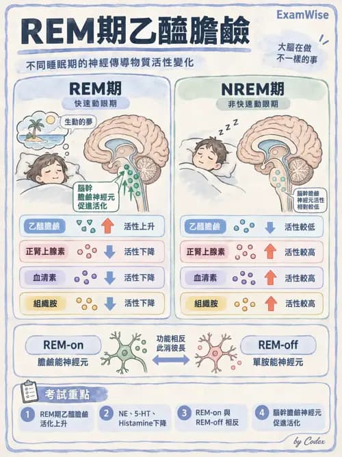 職治 - 神經整合與高級腦功能 - AI 圖文解析預覽