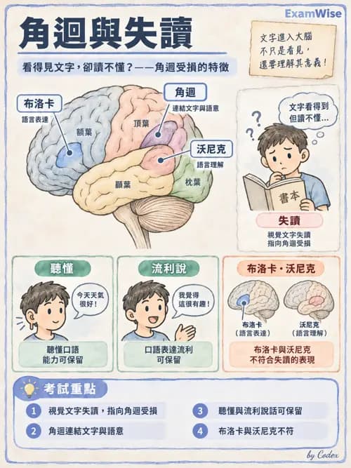 職治 - 神經整合與高級腦功能 - AI 圖文解析預覽
