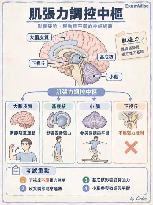 職治 - 神經整合與高級腦功能 - AI 圖文解析預覽