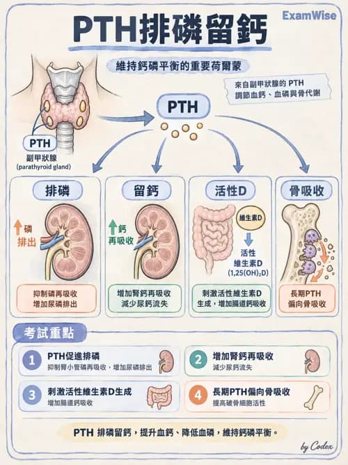 職治 - 內分泌與生殖生理 - AI 圖文解析預覽