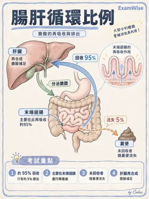 職治 - 消化與代謝生理 - AI 圖文解析預覽