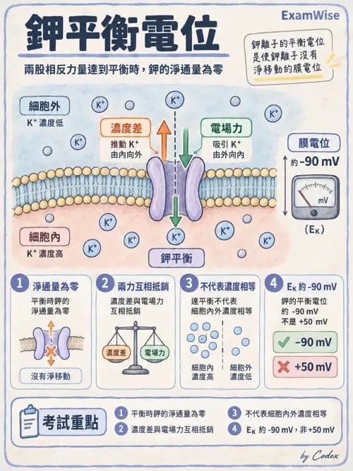 職治 - 細胞與膜生理 - AI 圖文解析預覽