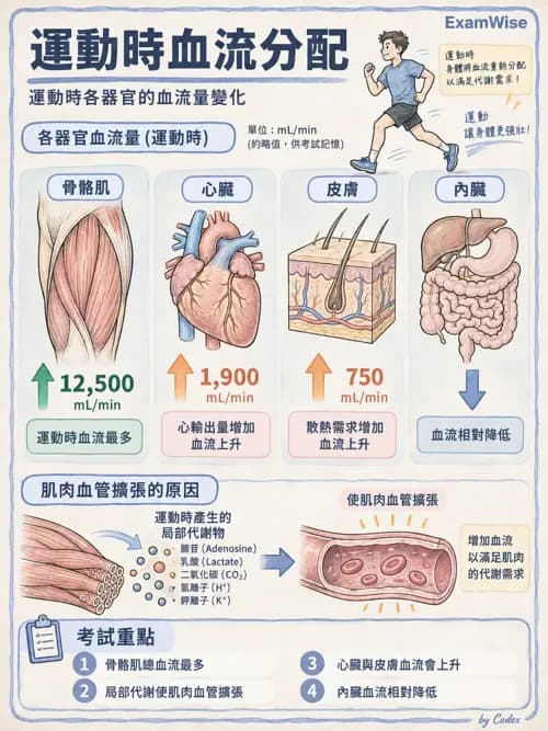 職治 - 心血管、血液與免疫生理 - AI 圖文解析預覽