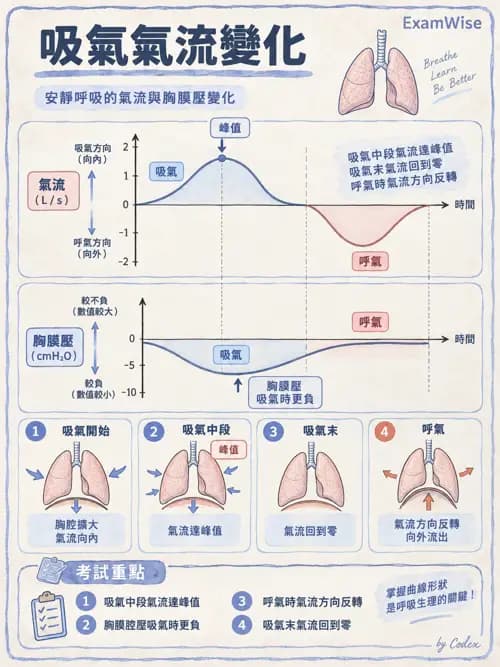 職治 - 呼吸生理 - AI 圖文解析預覽