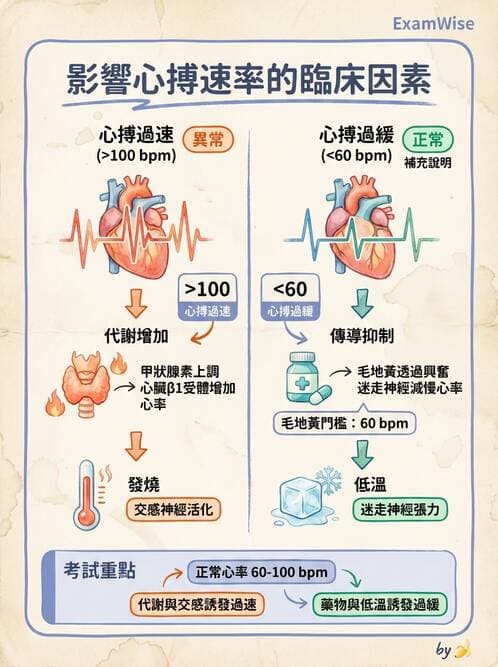 護理師 - 循環評估(脈搏與血壓) - AI 圖文解析預覽