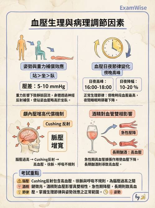 護理師 - 循環評估(脈搏與血壓) - AI 圖文解析預覽