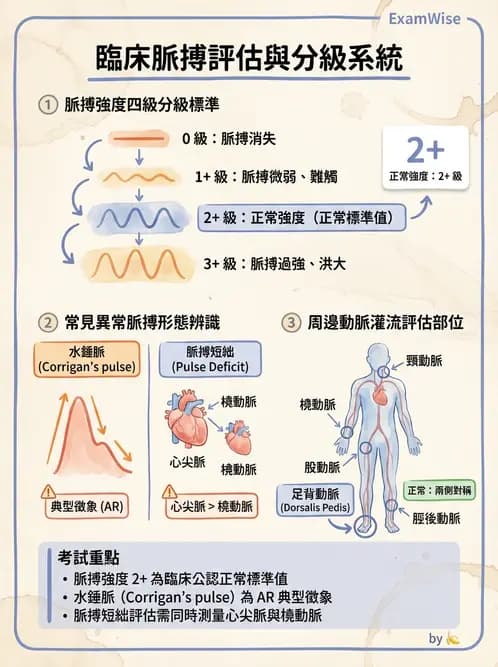 護理師 - 循環評估(脈搏與血壓) - AI 圖文解析預覽