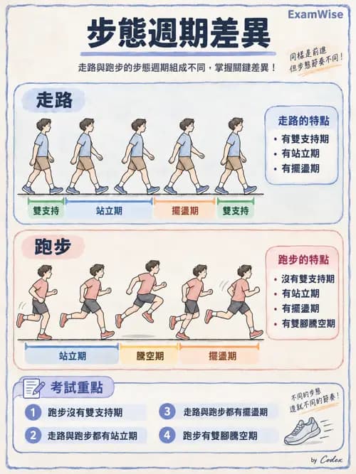 職治 - 動作功能與生物力學 - AI 圖文解析預覽