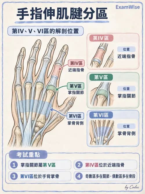 職治 - 手部與周邊神經損傷 - AI 圖文解析預覽