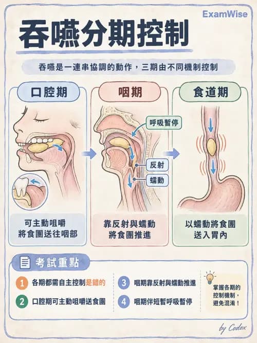 職治 - 日常生活活動、進食與吞嚥 - AI 圖文解析預覽