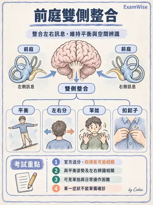 職治 - 感覺統合與感覺處理 - AI 圖文解析預覽