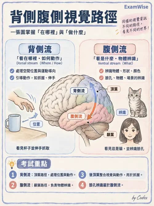 職治 - 視知覺與認知 - AI 圖文解析預覽