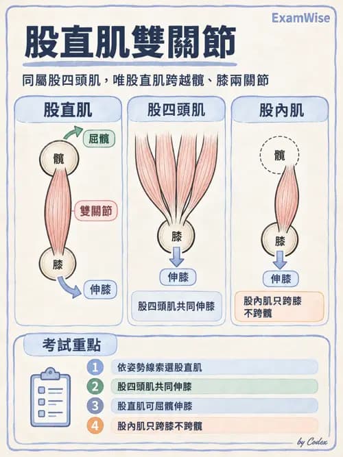 職治 - 脊椎、下肢與姿勢控制 - AI 圖文解析預覽