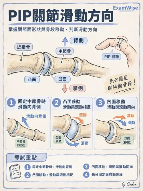 職治 - 肌動學原理與上肢 - AI 圖文解析預覽
