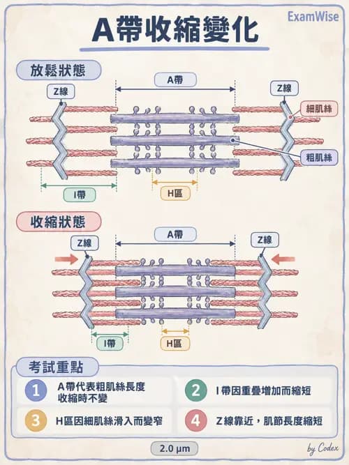 職治 - 肌動學原理與上肢 - AI 圖文解析預覽