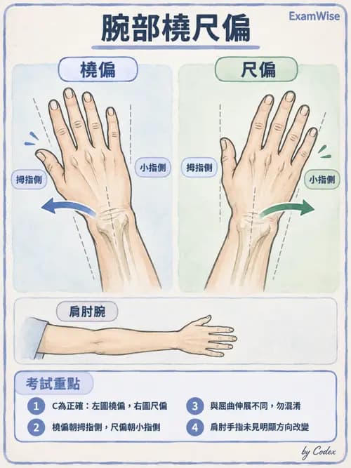 職治 - 肌動學原理與上肢 - AI 圖文解析預覽