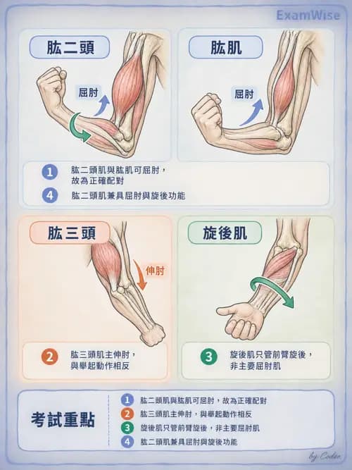 職治 - 肌動學原理與上肢 - AI 圖文解析預覽